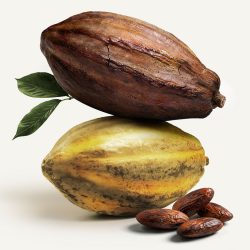 visuel-soin-saisonnier-feve-de-tonka-cacao-AH26-Sothys-Paris
